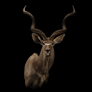 Kudu Shoulder Mount Taxidermy