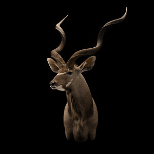 Kudu Shoulder Mount Taxidermy