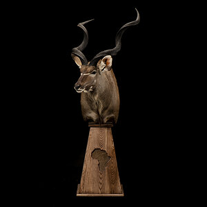 Kudu Pedestal Mount Taxidermy