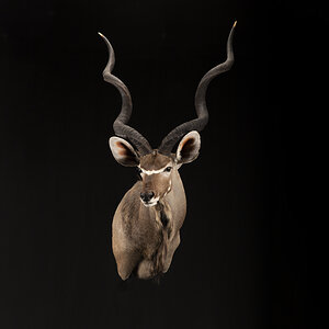 Kudu Shoulder Mount Taxidermy