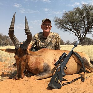 Red Hartebeest