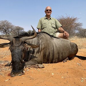 Blue Wildebeest Hunting Namibia