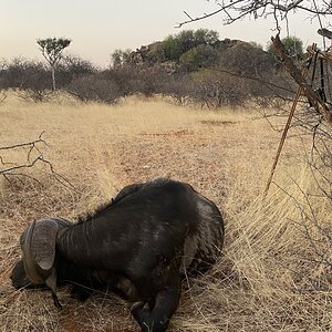 Buffalo Hunt South Africa