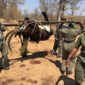 Carrying Sable To Hunting Vehicle