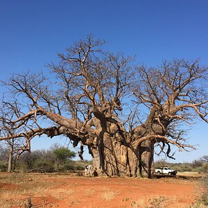 Baobab Tree Africa