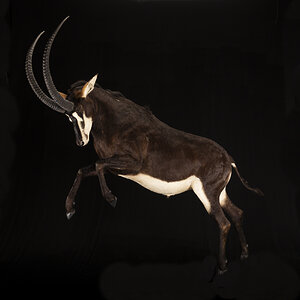 Sable Full Mount Taxidermy