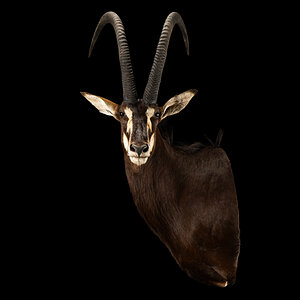 Sable Shoulder Mount Taxidermy