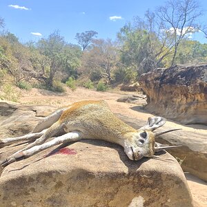 Klipspringer Hunt Zimbabwe