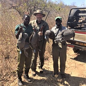 Guinea Fowl Hunting Zimbabwe