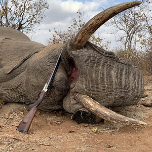 Elephant Hunting South Africa