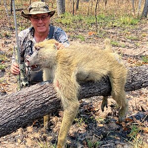 Yellow Baboon Hunt Tanzania