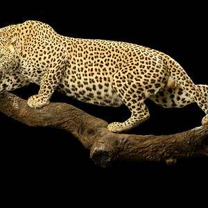 Leopard Full Mount Taxidermy