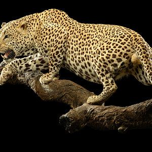 Leopard Full Mount Taxidermy