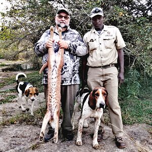 Caracal Hunt South Africa