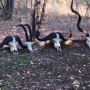 Buffalo & Sable & Kudu Skulls