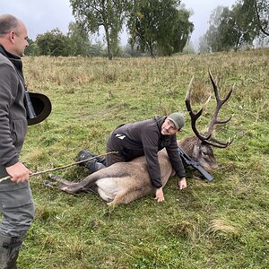 Red Stag Hunting Romania