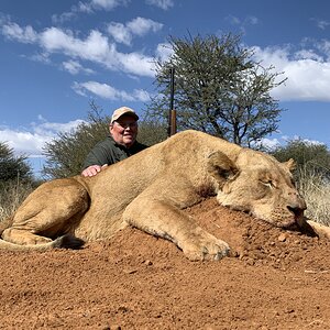 Lioness Hunt In The Kalahari South Africa