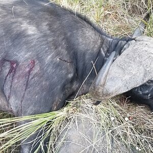 Buffalo Hunt Freestate South Africa