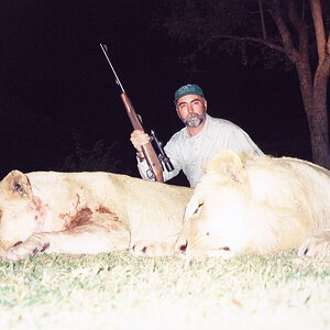 Lion & Lioness Hunt Zimbabwe