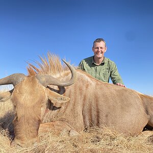 Golden Wildebeest