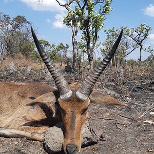 Reedbuck Hunting Zambia