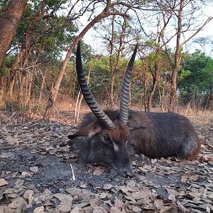 Waterbuck Puku Hunting Zambia