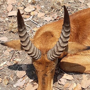 Puku Hunting Zambia