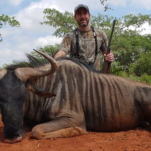 Hunting Blue Wildebeest