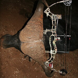 Bow Hunting Buffalo