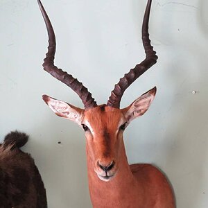 Impalla Shoulder Mount Taxidermy