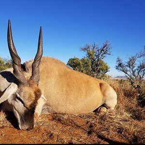 Eland Hunting South Africa