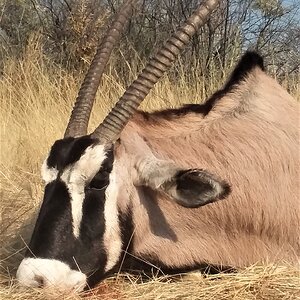 Gemsbok Hunt