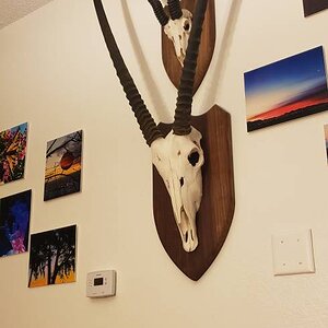 Gemsbok & Springbok European Mount Taxidermy