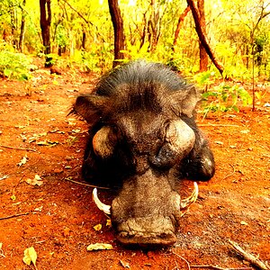 Giant Forest Hog Central African Republic