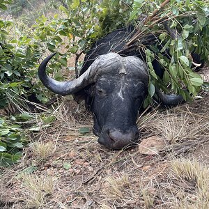 Buffalo Hunting South Africa