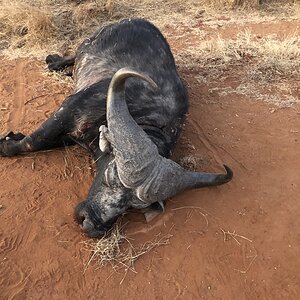 Buffalo Hunting South Africa