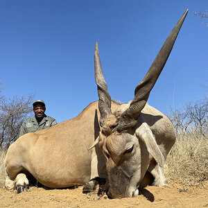 Eland Hunt Kalahari South Africa