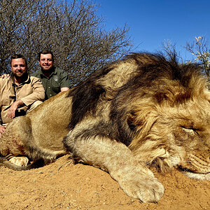 Lion Hunt Kalahari South Africa