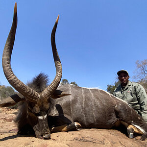 Nyala Hunt Kalahari South Africa