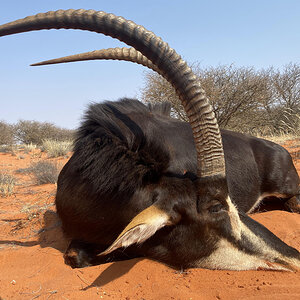 Sable Hunt Nothern Cape South Africa