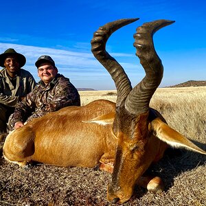 Red Hartebeest Hunting South Africa