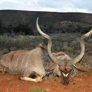 Kudu Hunt Eastern Cape South Africa