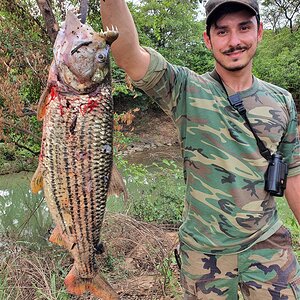 Tiger Fishing Central African Republic