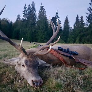 Red Stag Hunting Romania