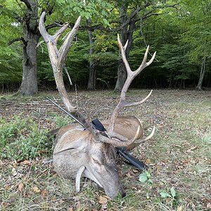 Red Stag Hunting Romania