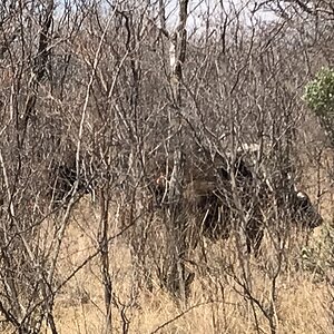 Buffalo Limpopo Province South Africa