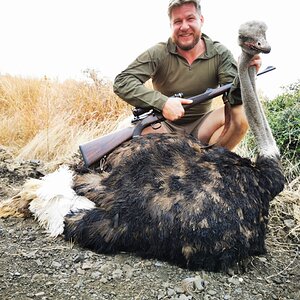 Ostrich Hunt South Africa