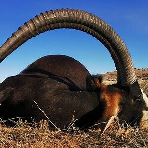 Sable Hunting Karoo South Africa