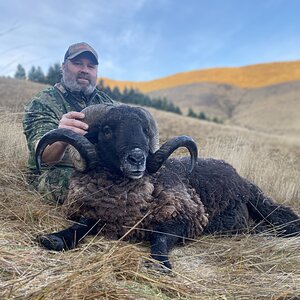 Arapawa Ram Hunt New Zealand