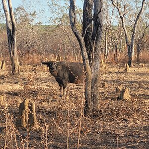 Asiatic Water Buffalo Australia